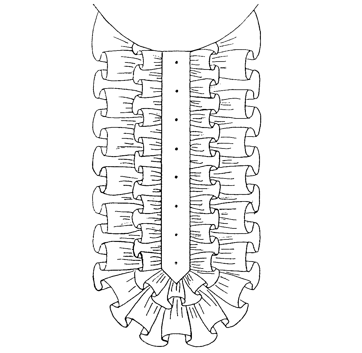 Die technische Zeichnung eines Spitzenjabots ist abgebildet.